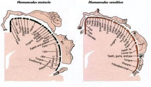 homunculs